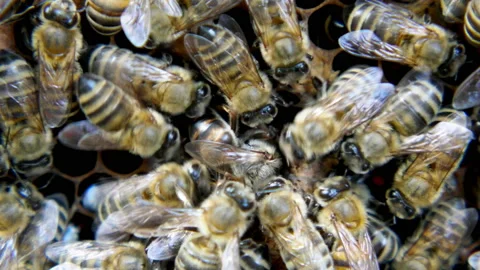 Queen Bee Close Up Stock Footage 91858129