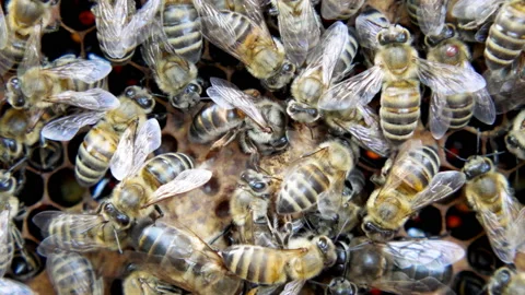 Queen Bee Close Up Stock Footage 92459931