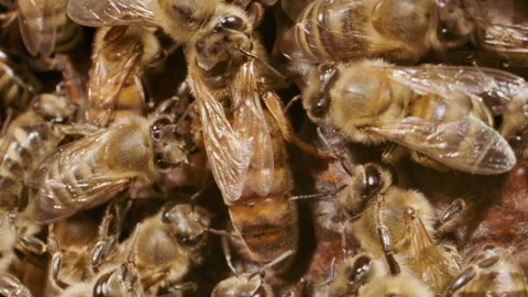 Queen bee close up walking across hive Stockbeeldmateriaal 161914512