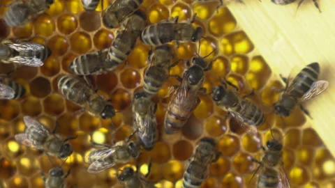 The queen bee crawls among the workers. Close-up of bees crawling on honeycombs Stock Footage 136415816