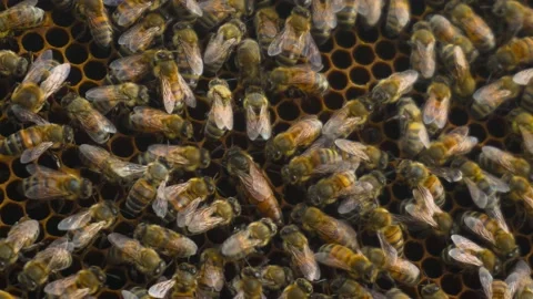 The queen bee crawls over the comb and carries the egg. The queen of bees is the Stock Footage 204167619