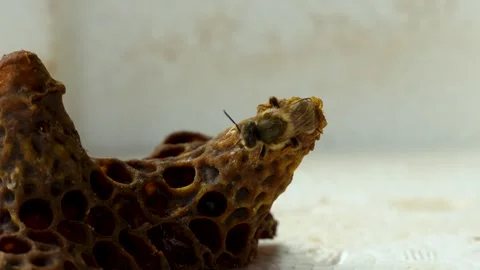 Queen Bee Emerging from Queen Cell and Leaving It Close Up Stock Footage 341396997