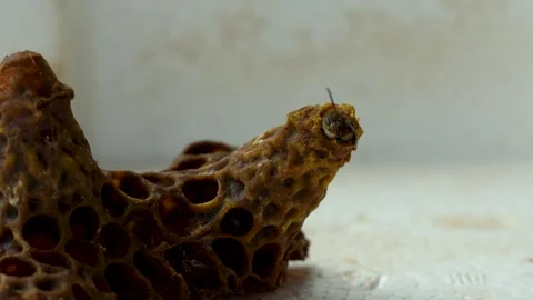 Queen Bee Emerging from Queen Cell Close Up Macro Footage Stock Footage 341397274