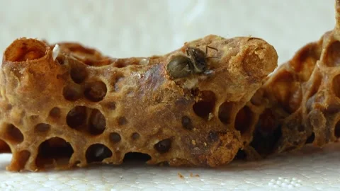 Queen Bee Emerging from Queen Cell in Slow Motion Close Up Stock Footage 341397298