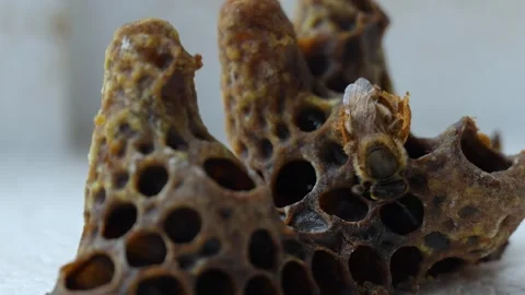 Queen Bee Emerging from Queen Cell Close Up, Honey Bee Colony Stock Footage 341399543