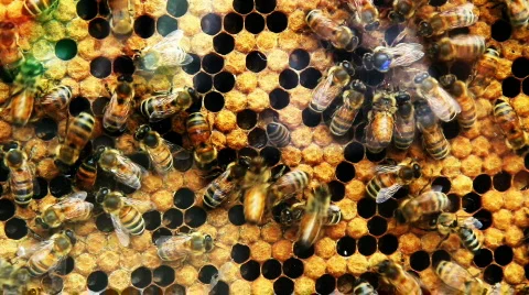 Queen Bee Stock Footage