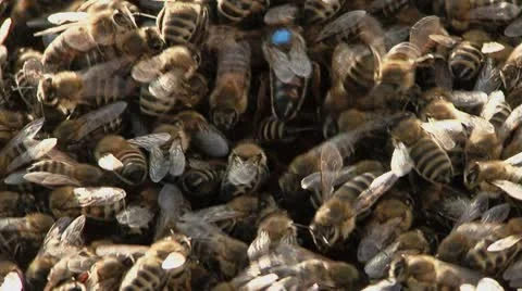 Queen bee Stock Footage 8956396