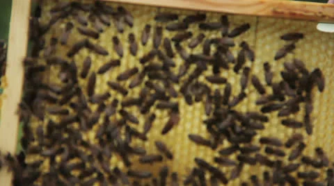 Queen bee Stock Footage 22722549