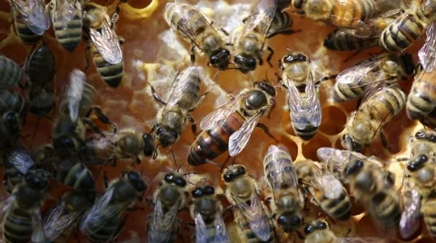 Queen bee Stock-Footage 46572724