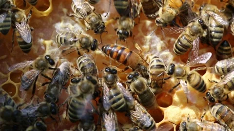 Queen bee Stock-Footage 46574113