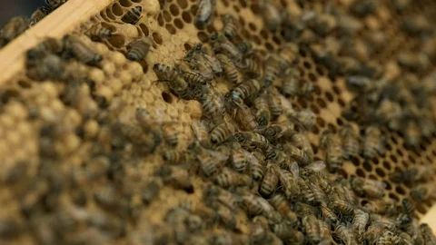 Queen Bee Stock Footage 91040763