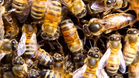 Queen bee 動画素材 106264689