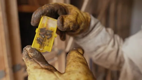 Queen bee in the hands of a beekeeper 스톡 동영상 251825539