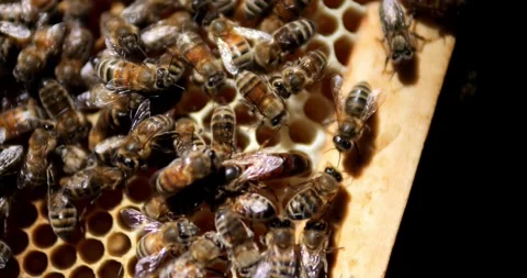 Queen bee in the hive. Bees climb the honeycombs. Work of bees in the hive Stock Footage 276318903