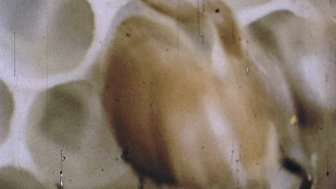 Queen Bee in Hive Worker Buzzing Bees Honeycomb Beehive Vintage Old Film Movie 스톡 동영상 97589379