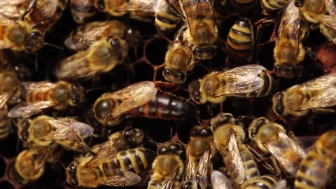 Queen bee on a honeycomb close up. Beekeeping (or apiculture) Stock Footage 131905795