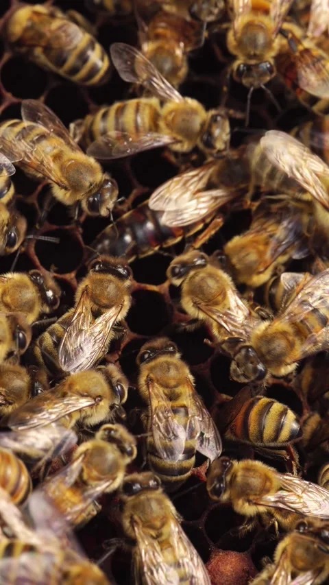 Queen bee on a honeycomb close-up Stock Footage 311044861