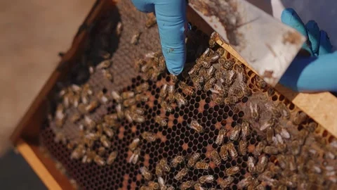Queen Bee on Honeycomb: A Close Look at Beekeeping and Colony Life Видео 331033987