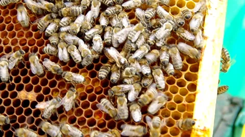 The queen bee on honeycomb Stock Footage 39950468