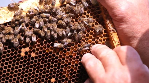 Queen bee on a honeycomb frame Video stock 64535443