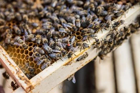 Queen bee identifyed with a number. Foto stock