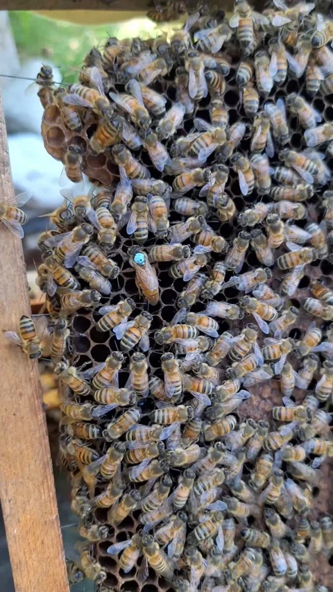 Queen Bee Laying Eggs Inside the Hive – Macro Close-Up with Worker Bees Stock Footage 332467420