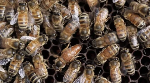 Queen bee macro in honey bee hive Stock Footage 52028508