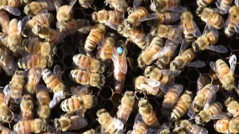 A queen bee, marked with a blue dot, moves about the hive while honey bees Stock Footage 336174650