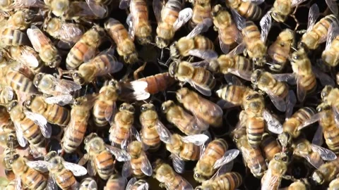 A queen bee, marked with a blue dot, moves about the hive while honey bees Stock Footage 336175363