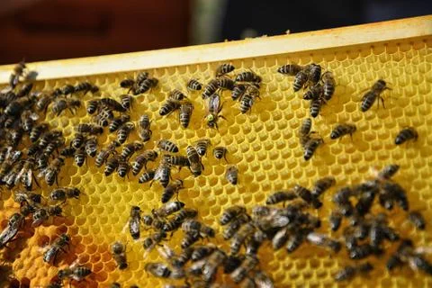 Queen bee marked with a number. Stock Photos