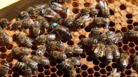 The queen bee is marked with a sign. Queen bee among ordinary bees Stock Footage 315869065