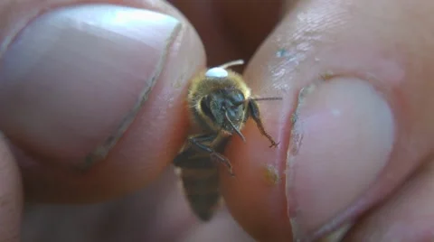 Queen bee marked with white dot hold by apiarist Stock Footage 7907762