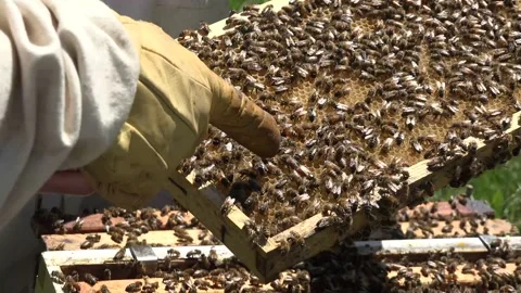 A queen bee marked with a white dot on its body at a bee farm apiary 4K Stock Footage 132176840