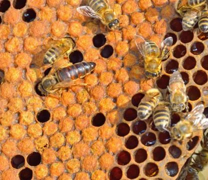 Queen bee Stock Photos