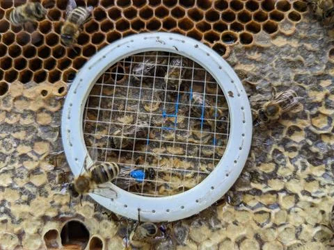 Queen bee in plastic cage prepared for marking with blue color beekeeping 写真素材