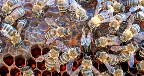 Queen bee surrounded by bees on a bee frame, close up distance Stock Footage 100544178