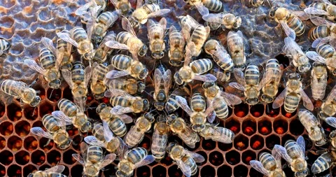 Queen bee surrounded by bees on a bee frame, close up view Stock Footage 100544268
