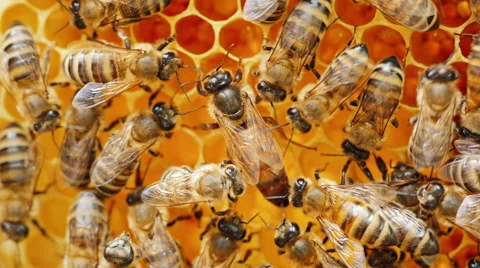 The queen bee surrounded by bees: that support and feed Stock Footage 65821776