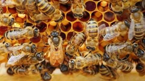 The queen bee surrounded by bees: that support and feed Stock Footage 65822611