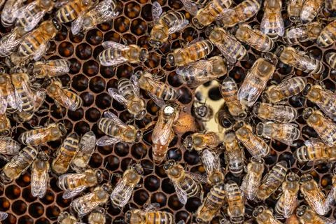 Queen bee surrounded by her workers Stock Photos