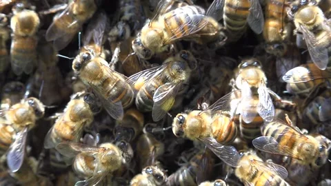 Queen bee surrounded by worker bees inside active hive - Natural Reproduction Stock Footage 339699293