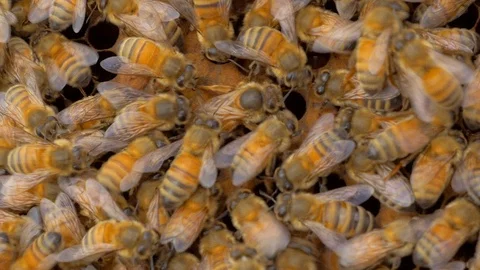 Queen Bee in working hive Stock Footage 111993652