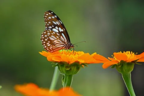 Queen of Bugs Stock Photos