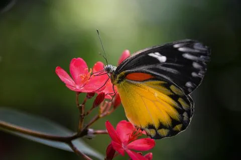 Queen of Bugs Stock Photos