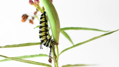 The queen butterfly caterpillar is getting ready to pupate 4K Stock Footage 241529722