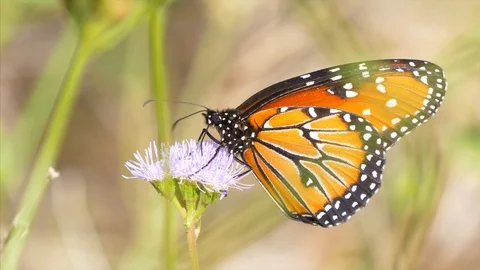Queen Butterfly Drinking Nectar from Flower in Saguaro National Park, Arizona Stock-Footage 122704582