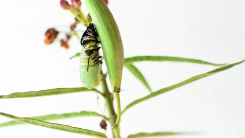The queen butterfly pupation process Stock Footage 241527254