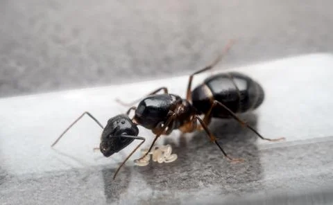 Queen Carpenter ant to prevent eggs Stock Photos