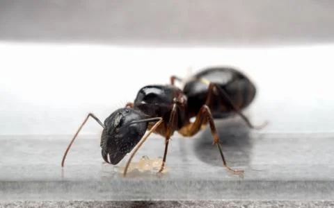 Queen Carpenter ant to prevent eggs Stock Photos