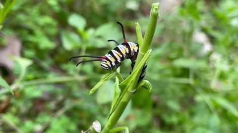 Queen Caterpillar 스톡 동영상 172336188